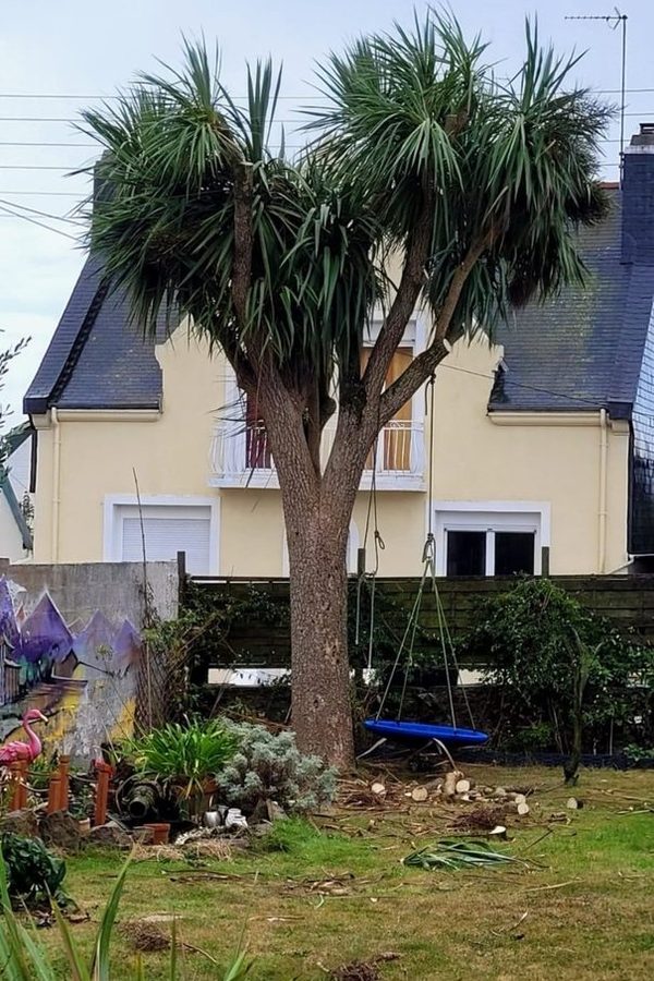 Cordyline après taille