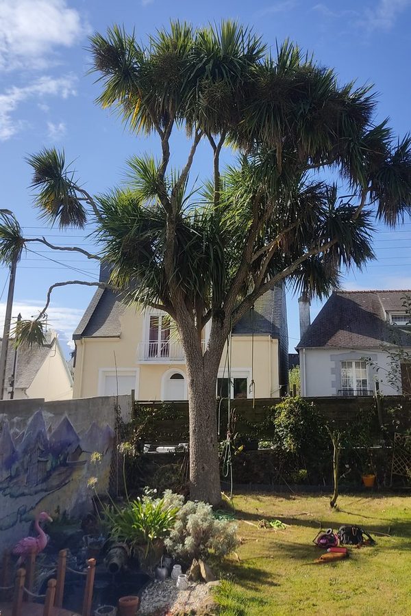 Cordyline avant taille