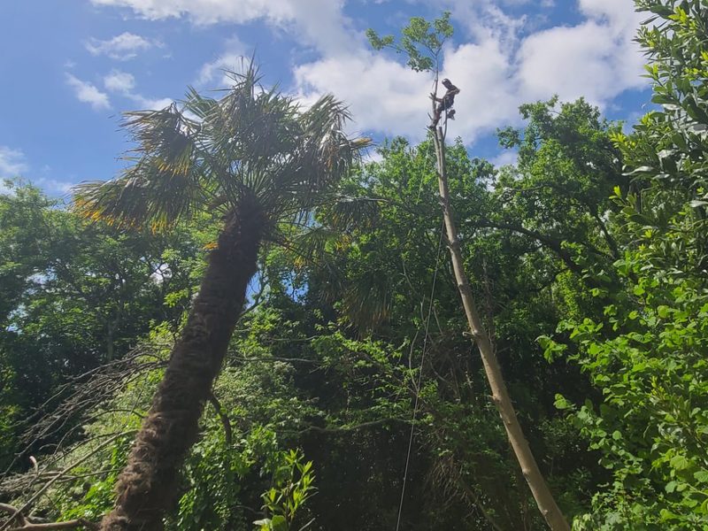 Démontage d'arbre en hauteur à Brest