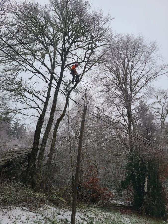 Taille de Hêtre trop proche des câbles sur un arbre